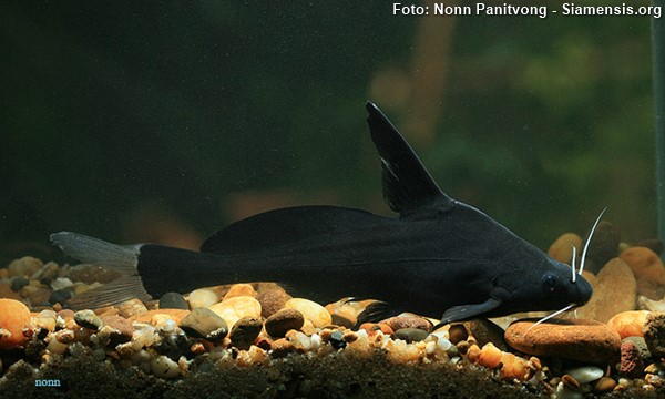 Bagre de Bigode Branco (Bagrichthys majusculus)