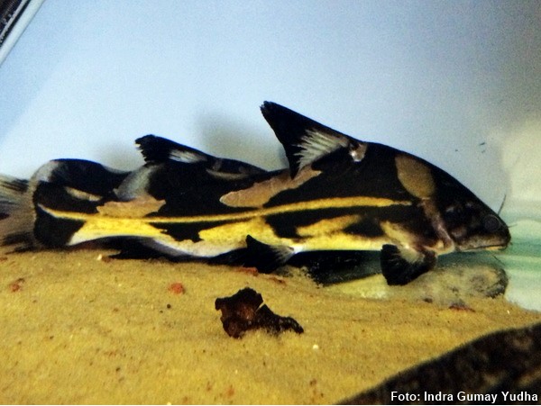 Bagre Lanceiro Harlequim (Bagroides melapterus)