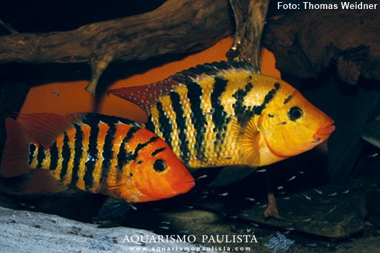 Red Terror (Mesoheros festae)