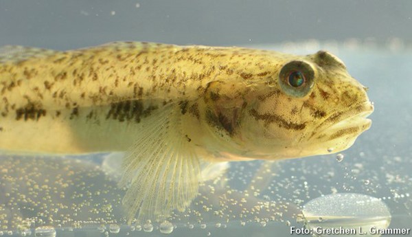 Goby de água doce (Ctenogobius shufeldti)
