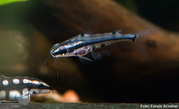 Bagre Anão (Hyalobagrus flavus)