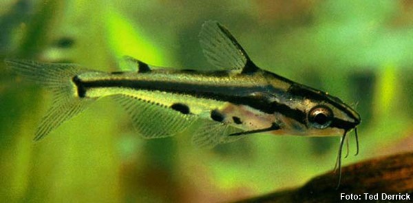Bagre Anão Ornado (Hyalobagrus ornatus)