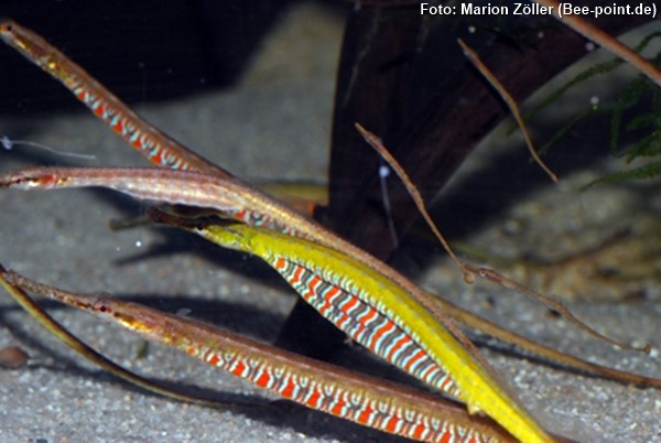 Peixe Cachimbo Arco-íris (Microphis deocata)
