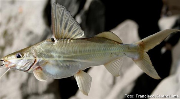 Mandiú (Pimelodus blochii)