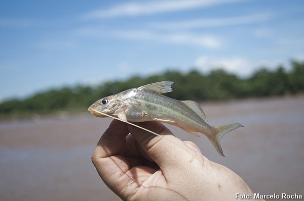 Mandi Branco (Pimelodus fur)