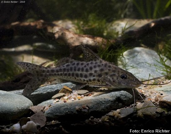 Mandi Chorão (Pimelodus maculatus)