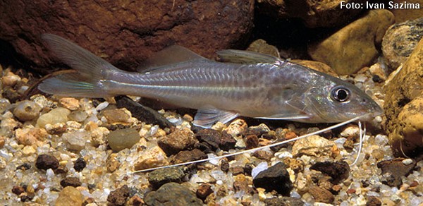 Mandi (Pimelodus microstoma)