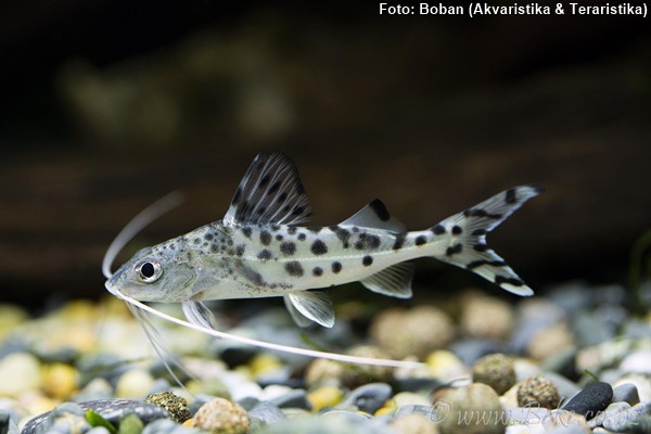 Mandi Anão (Pimelodus pictus)