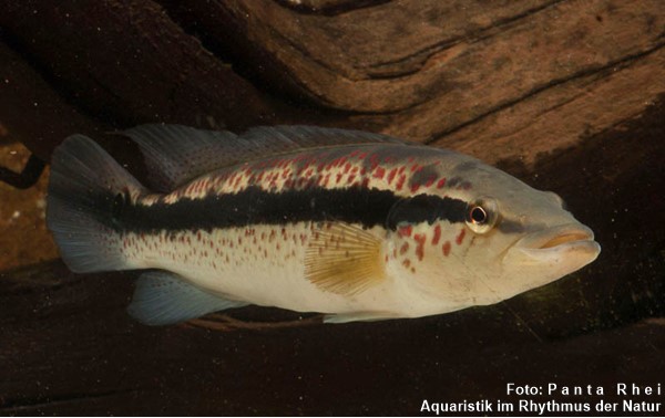 Jacundá (Crenicichla lacustris)