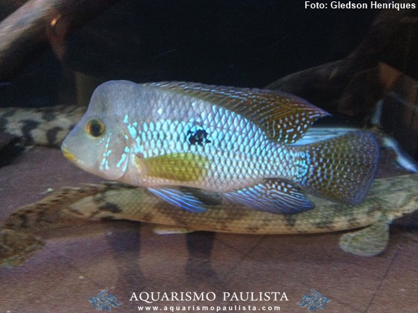 Acará Papa Terra (Geophagus brasiliensis)