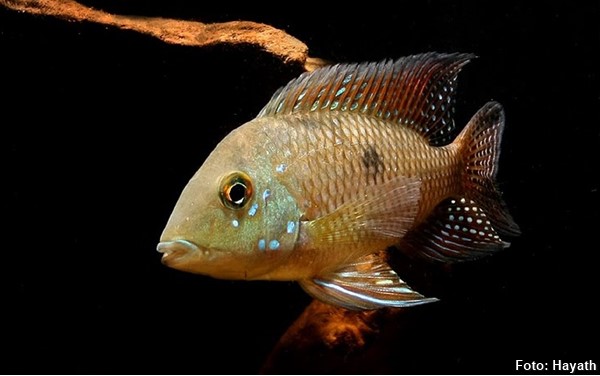 Acará Iporanga (Geophagus iporangensis)