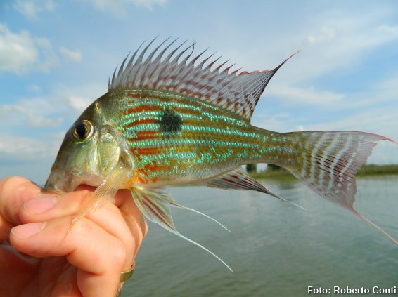 Acaratinga (Geophagus proximus)