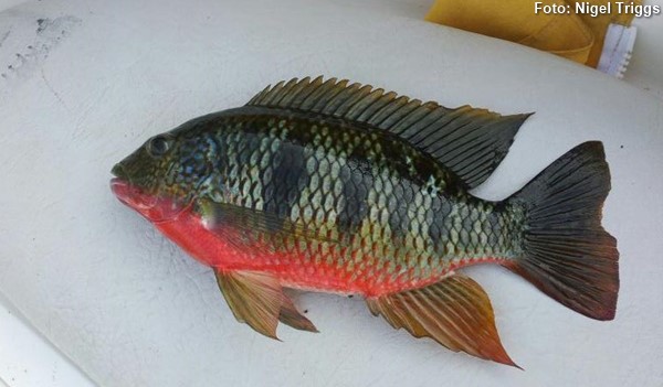 Tilápia do Congo (Coptodon rendalli)