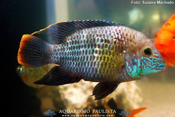 Green Terror (Andinoacara rivulatus)