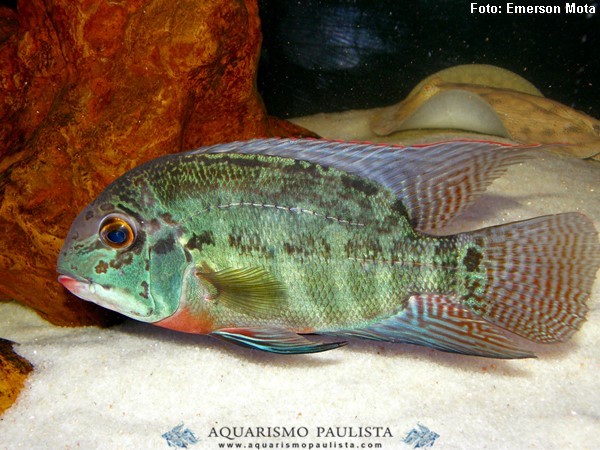 Papagaio Verdadeiro (Hoplarchus psittacus)