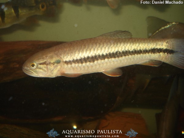 Jejú, Traíra Pixuna (Hoplerythrinus unitaeniatus)