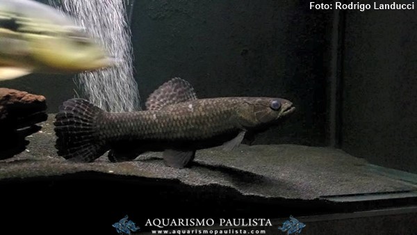 Traíra Negra (Hoplias curupira)