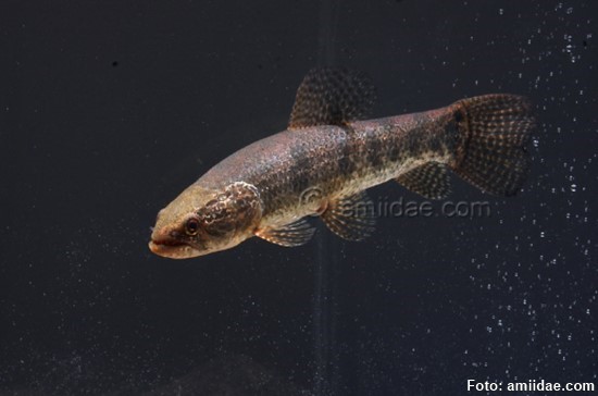 Traíra (Hoplias intermedius)