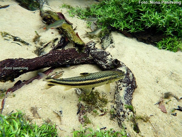 Piau Listrado (Leporellus vittatus)