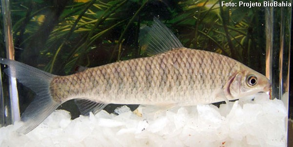 Piau Branco (Leporinus conirostris)