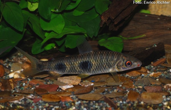 Piau, Piava Vermelha (Leporinus copelandii)