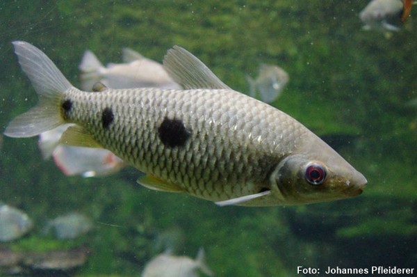 Piau Três Pintas (Leporinus friderici)