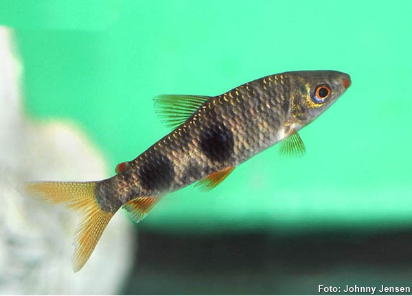 Piau de Lagoa (Leporinus lacustris)