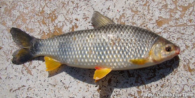 Piau Verdadeiro (Leporinus obtusidens)