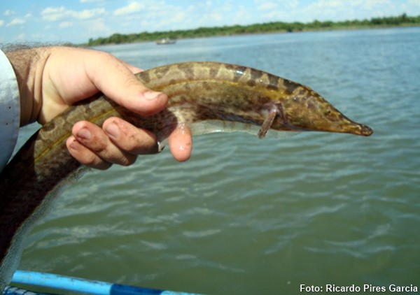Tuvira Bicuda (Rhamphichthys hahni)