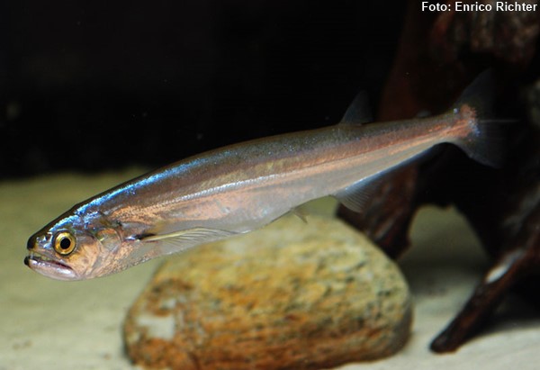 Cachorra Facão (Rhaphiodon vulpinus)