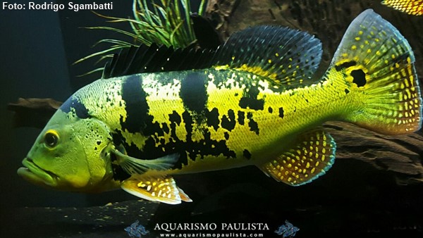 Black tank de Rodrigo Sgambatti - Aquarismo Paulista