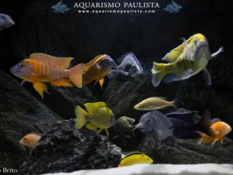 Aquarismo Paulista, Autor em Aquarismo Paulista - Página 14 de 23