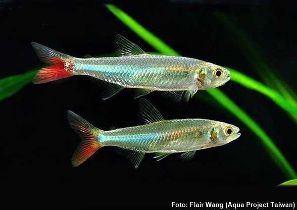 Douradinho (Aphyocharax dentatus)