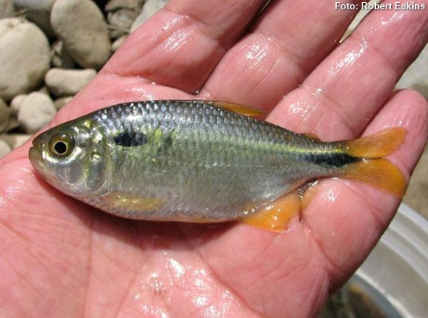 Lambari do Rabo amarelo (Astyanax bimaculatus)