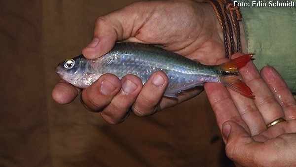 Lambari do Rabo Vermelho (Astyanax fasciatus)