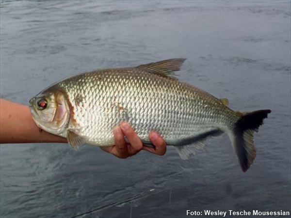 Matrinxã (Brycon amazonicus)