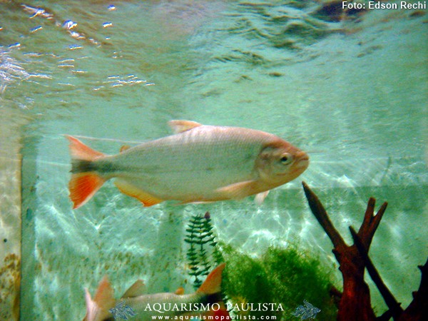 Piraputanga (Brycon hilarii)