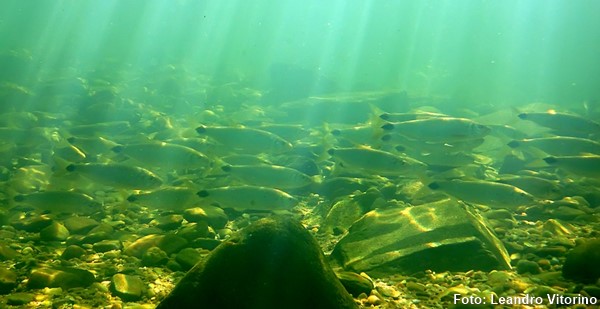 Pirapitinga (Brycon nattereri)