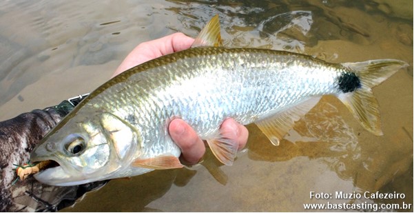 Pirapitinga do Sul (Brycon opalinus)