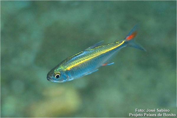 Lambari (Bryconamericus exodon)