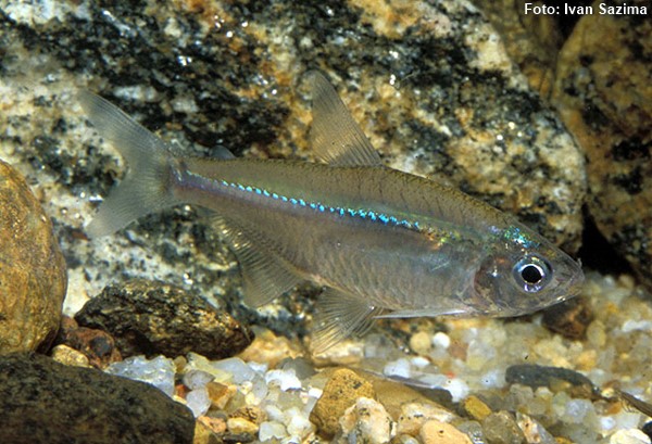 Lambari (Bryconamericus stramineus)