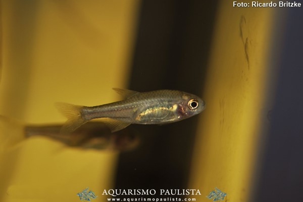 Piabinha (Coptobrycon bilineatus)