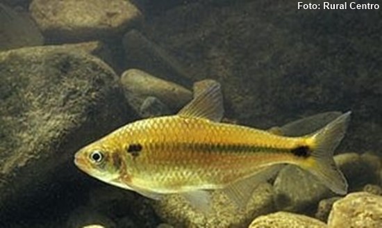 Lambari da Mata Atlântica (Deuterodon iguape)