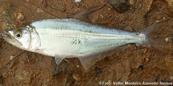 Saicanga (Galeocharax knerii)