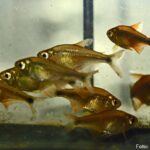Tetra Hanseni (Hasemania hanseni)