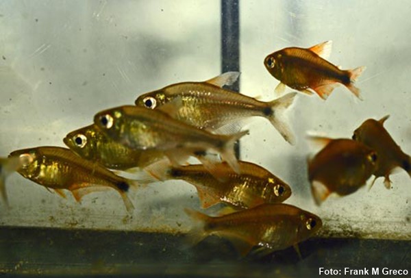 Tetra Hanseni (Hasemania hanseni)