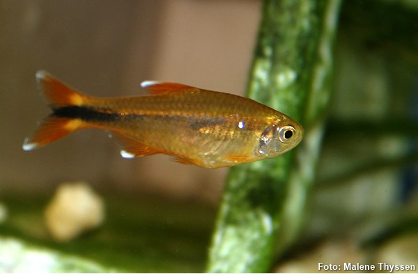Tetra Cobre (Hasemania nana)