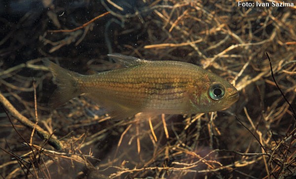 Lambari Listrado (Hollandichthys multifasciatus)
