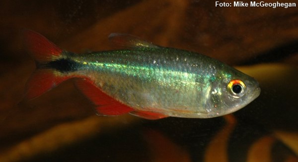 Tetra Buenos Aires (Hyphessobrycon anisitsi)