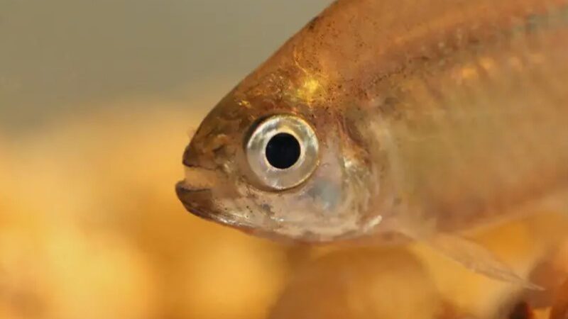 Lambari / Tetra balbus (Hyphessobrycon balbus)